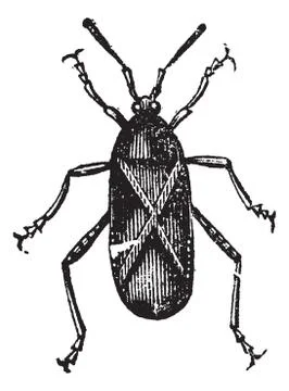 Orange-tipped Leaf-footed Squash Bug or Anasa tristis vintage engraving Stock Illustration