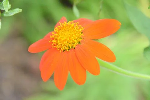 Orange tithonia 写真素材