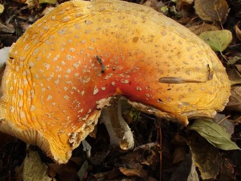 Orange toadstool Stock-Fotos
