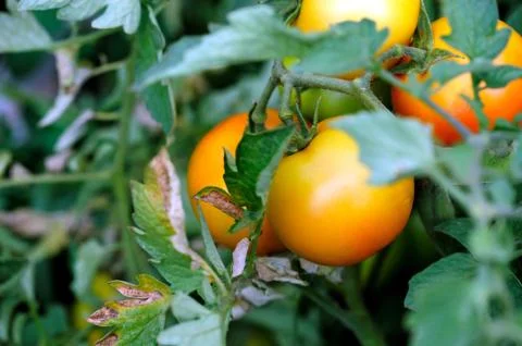 Orange tomato Stock-Fotos