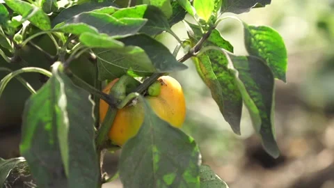 Orange tomatoes Stock Footage 265071444