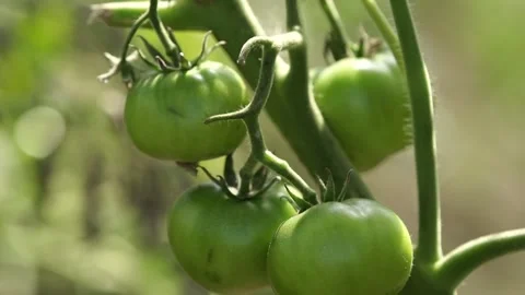 Orange tomatoes Stock Footage 265071778