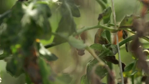 Orange tomatoes Stock Footage 265071906