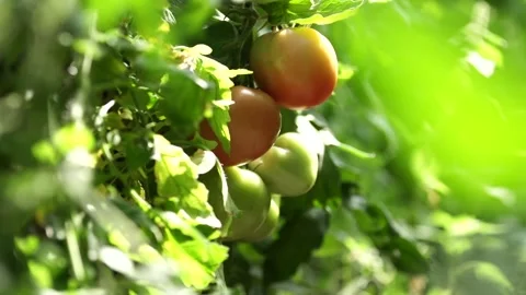 Orange tomatoes Stock Footage 265071950