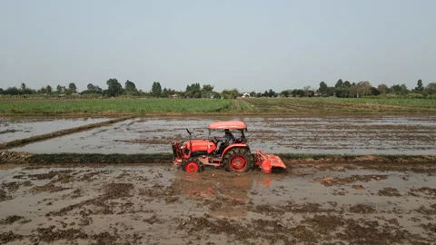 An orange tractor harvesting in a rice fields Stock Footage 264769740