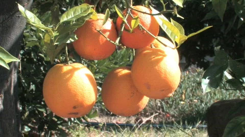 Orange Tree #1 (Close-up; HD) Stock Footage