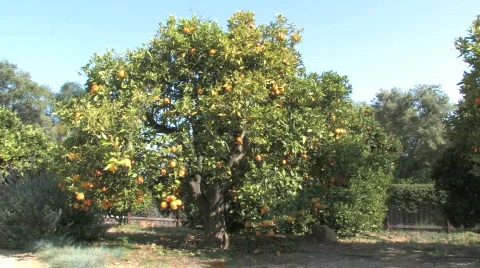 Orange Tree #2 (Medium Shot; HD) Stock Footage 503528