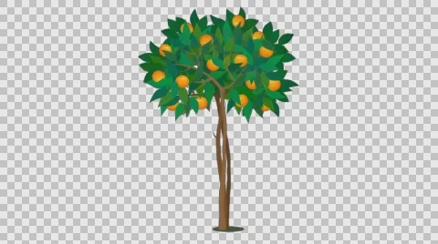 Orange Tree With Alpha Stock Footage 63608179