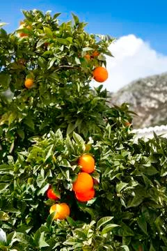 Orange tree and mountain Stock Photos