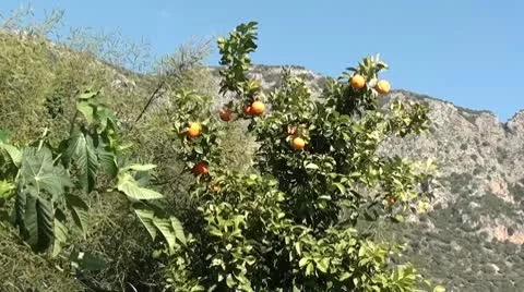 Orange tree and mountains at background Stock Footage 10751305