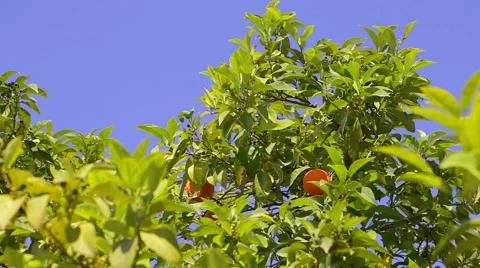 Orange tree and sky. Stock Footage 49472257