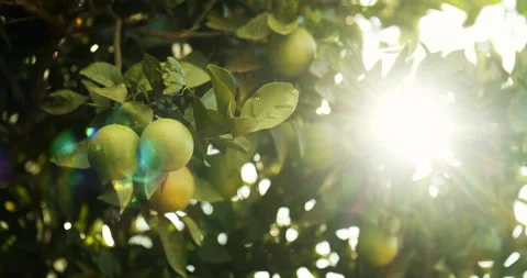 Orange tree and sun 動画素材 143481676