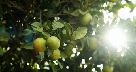 Orange tree and sun 動画素材 143485310