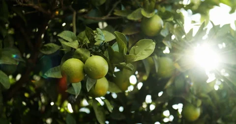 Orange tree and sun 動画素材 143487896