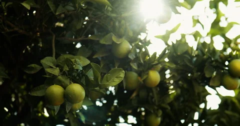 Orange tree and sun 스톡 동영상 143493908