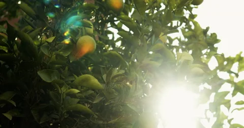 Orange tree and sun 動画素材 143496959