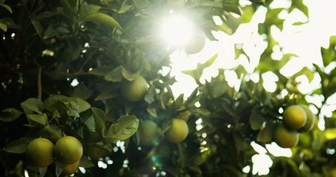 Orange tree and sun, pan shot 動画素材 143493027