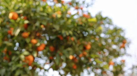 Orange Tree In Barcelona Stock Footage 38129275