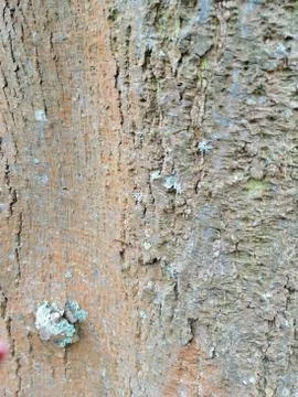 Orange tree bark textured background images. Mossy tree bark Stock Photos