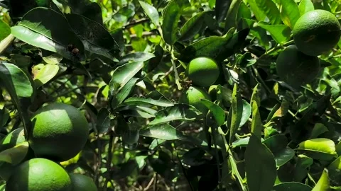 Orange tree that bears abundant fruit 库存影片 329494993