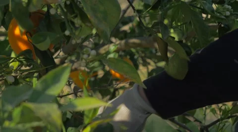 Orange From A Tree best garden  스톡 동영상 62896523