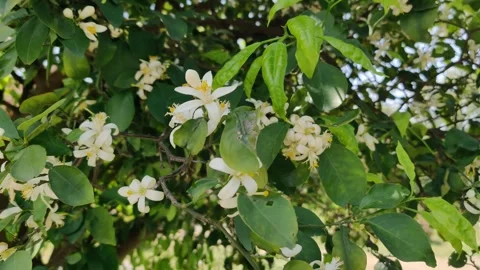 Orange tree with blooming white flowers Stock Footage 271526010