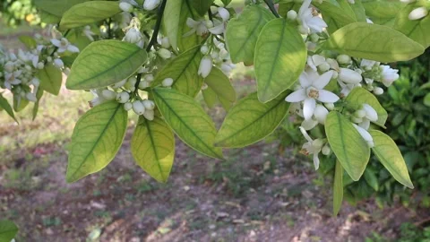 Orange tree blossom branches gently swaying with flowers and buds Stock-Footage 336286886