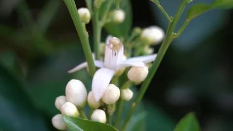 Orange Tree Blossom Stock Footage 105487408