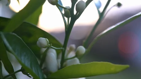 Orange Tree Blossom Video stock 105487486