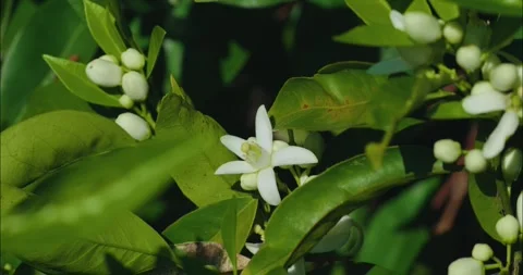 Orange tree blossom in spring close up on a windy day Stock Footage 305196951