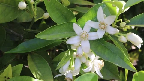 Orange tree blossom swaying in wind, macro video of citrus flowers or neroli Stock Footage 337392724