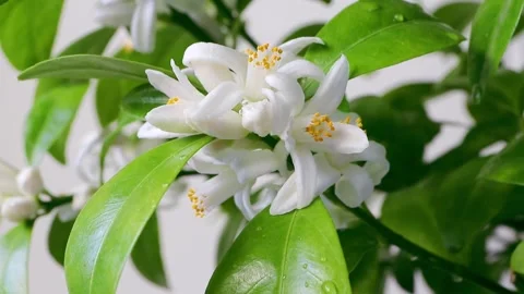 Orange tree blossom with water drops. Azahar blossom. Stock Footage 268569268