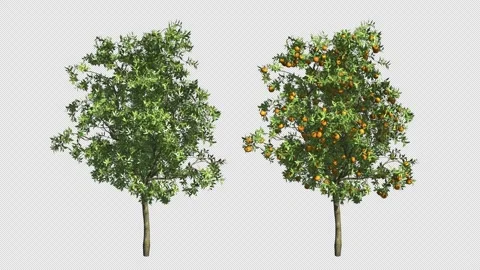 Orange tree blossoms and bears fruit. Stock Footage 309417172