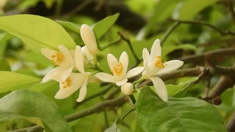 Orange tree blossoms in bloom. Citrus flowers close-up. Stock Footage 312616264