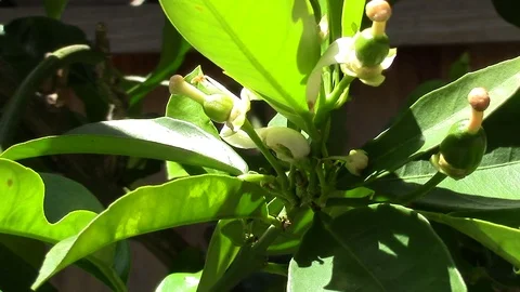 Orange Tree Blossoms Stock Footage 76689284