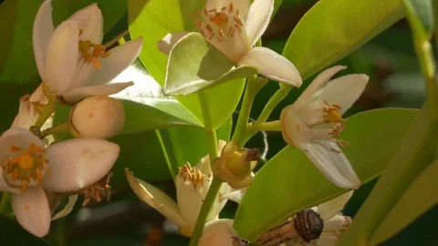 Orange tree blossoms Video stock 86212044