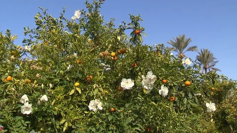 Orange tree with blossoms under a perfect blue sky Stock Footage 73698431