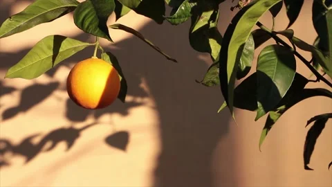Orange on a tree blowing waving with leaves and wall behind and sun shining on Vídeo Stock 252152623