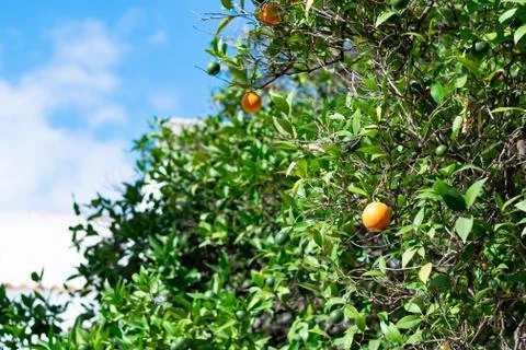 Orange tree on a blue sky. Stock Photos