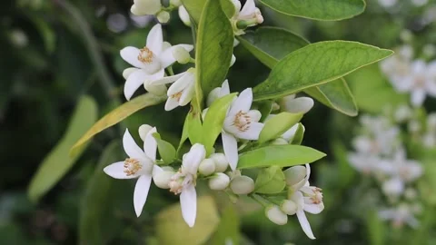 Orange tree branch with blossoms hanging in spring garden Stock-Footage 339417375