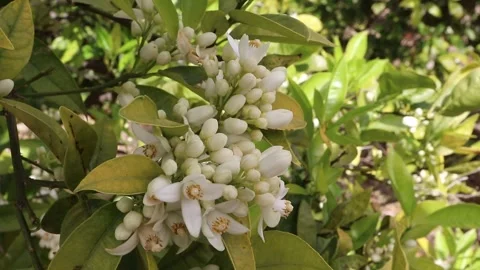 Orange tree branch covered with blossoms and buds swaying Stock-Footage 339417356