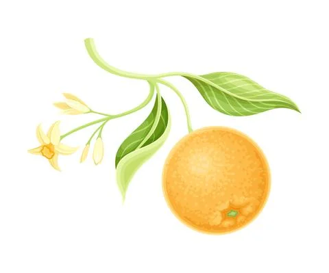 Orange tree branch with flowers, fruit and green leaves vector illustration Stock Illustration