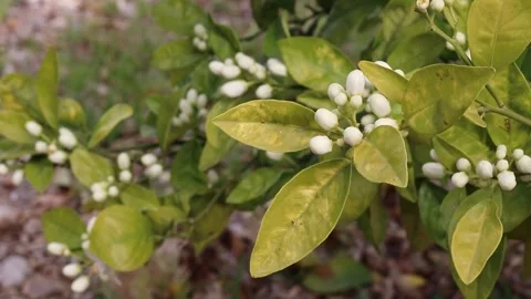 Orange tree branch with fragrant buds and pale green leaves swaying gently Stock-Footage 340127553