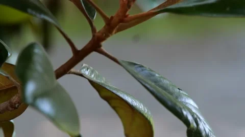 Orange Tree Branch with Large Green Leaves 4K 60fps 10-bit Stock Footage 197098384