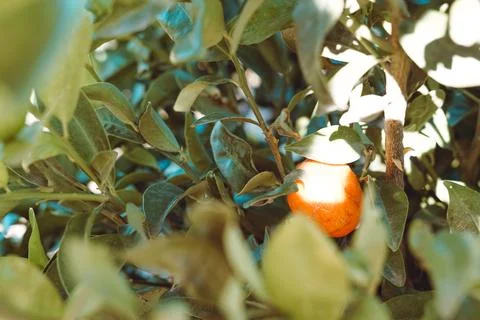Orange tree branch with one fruit and green leaves in summer garden. Stock Photos