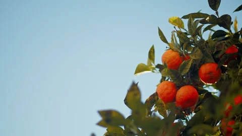 An orange tree branch with ripe oranges against a blue sky. Panning branche.. Stock Footage 254623843
