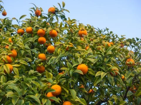 Orange tree with branches full of many ripe fruits Stock Photos