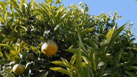 Orange tree branches with green leaves and fruits starting maturing Stock Footage 120524048
