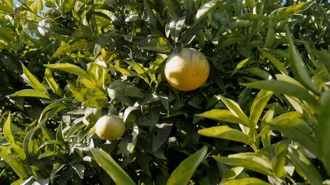 Orange tree branches with green leaves and fruits starting maturing Stock Footage 120526185