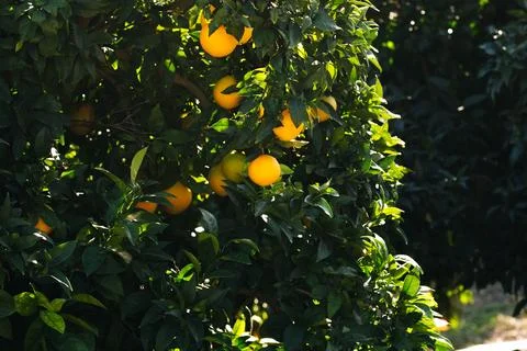 Orange tree branches with oranges on the edges. Stock Photos